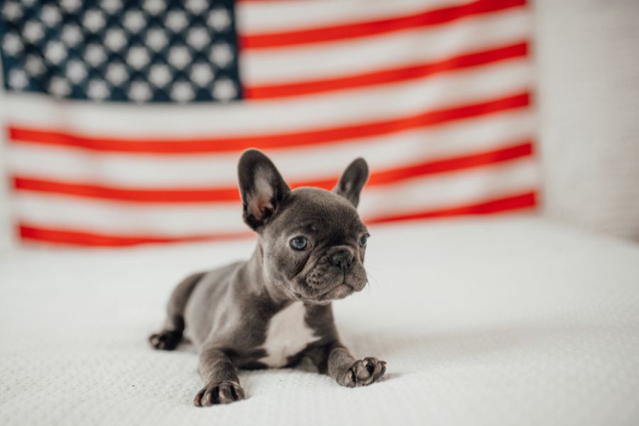Yard Safety for Pets