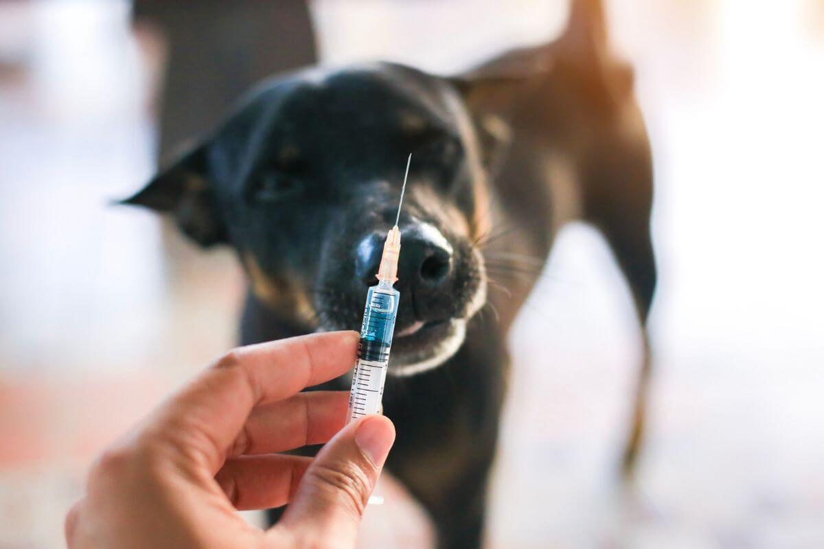 lifelong pet vaccination benefits
