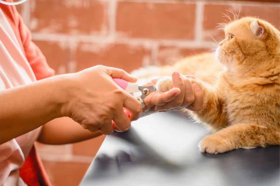 Feline Companionship