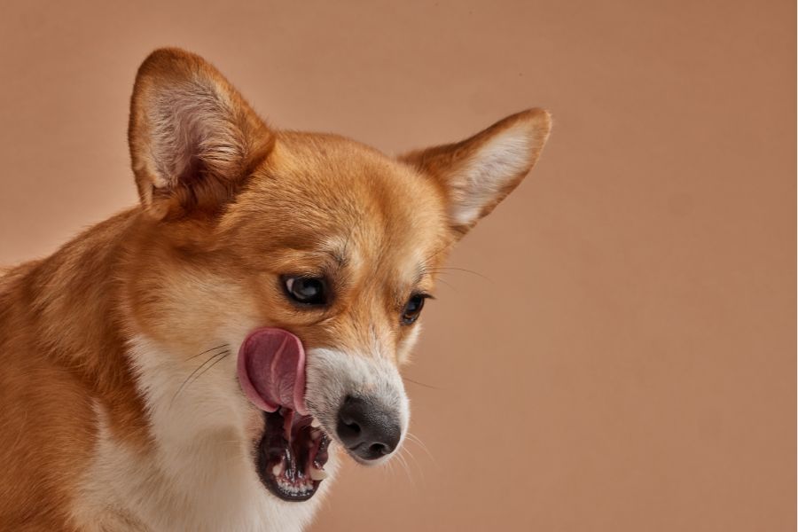 Understanding Pet Drooling: The Link Between Oral Health and Excessive ...