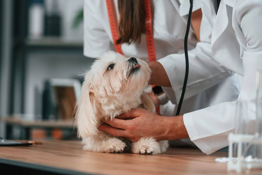 Pet Wellness Exams