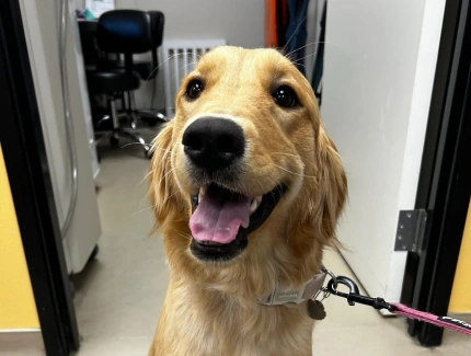 pet dentist walnut creek