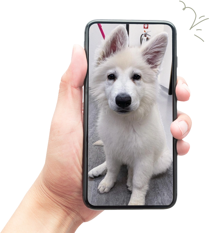 Veterinary walnut creek