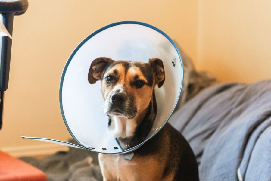 Dog Tooth Extractions