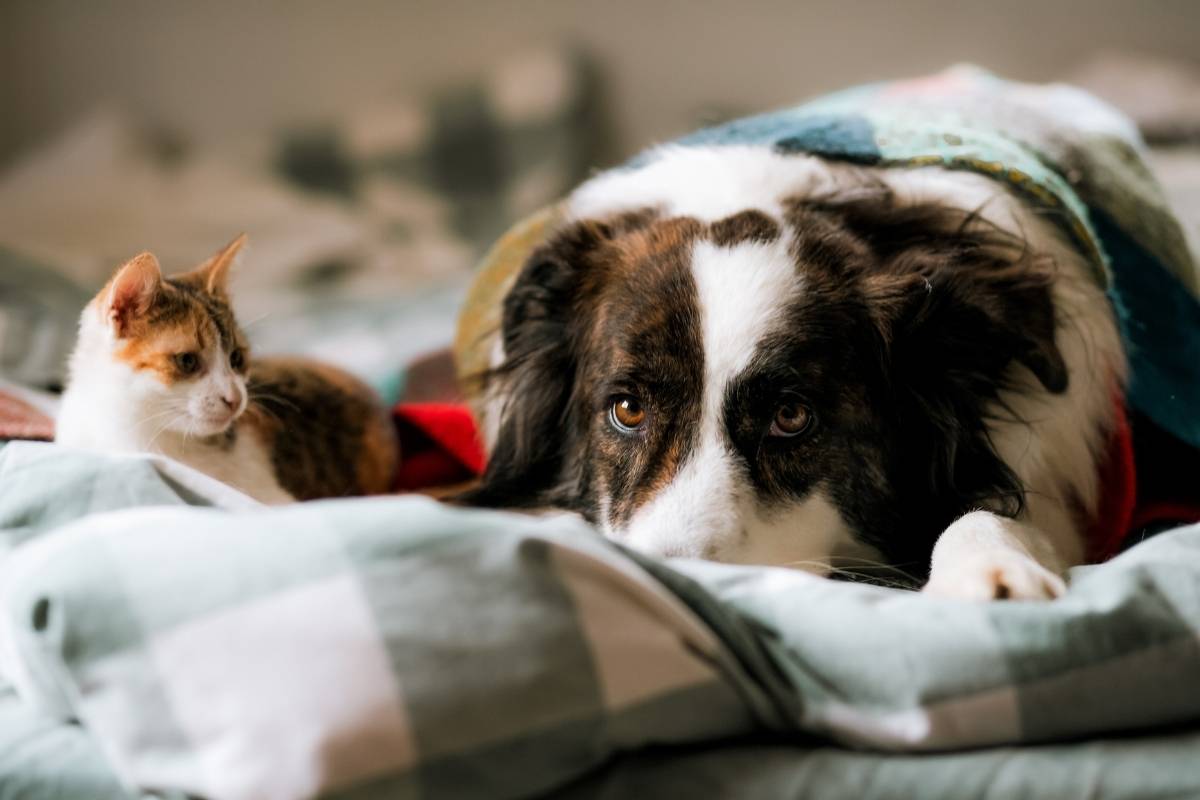 How Long Should Dogs and Cats Fast Before Surgery?