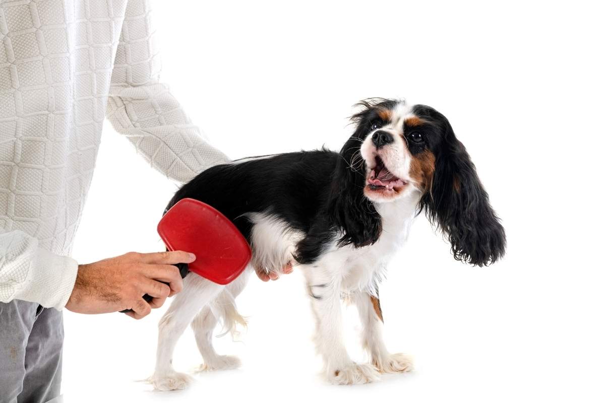 Dog ACL Tear: How to Help Your Dog Recover Without Surgery