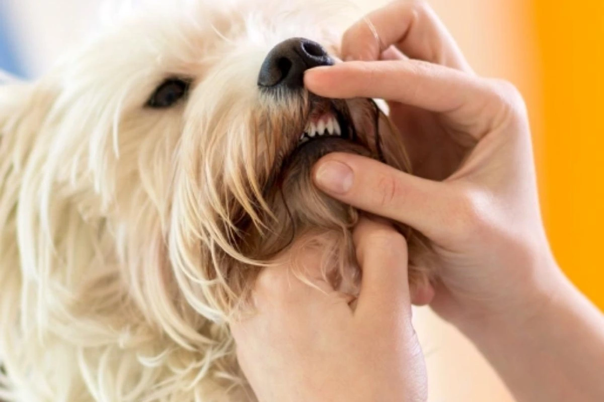 Why Regular Dental Cleanings Are Important for Your Dog’s Health