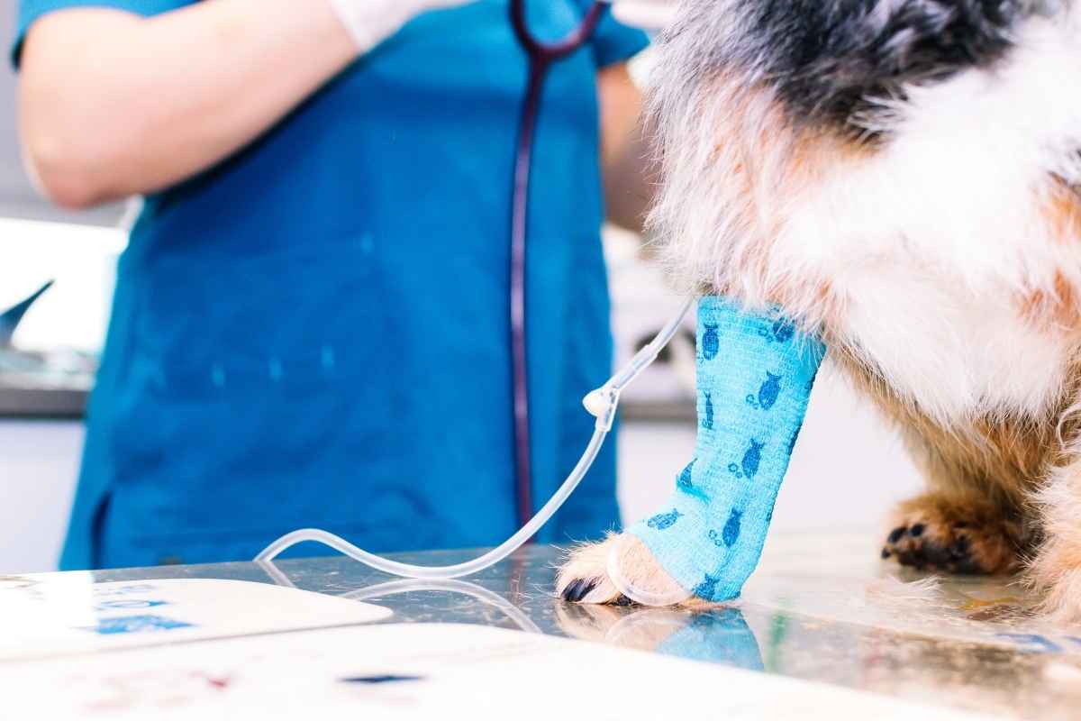 Comparison of TPLO vs TTA vs ACL Surgery for Dogs