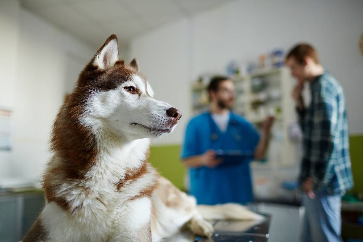 Veterinarian discussing treatment options with a pet owner and dog