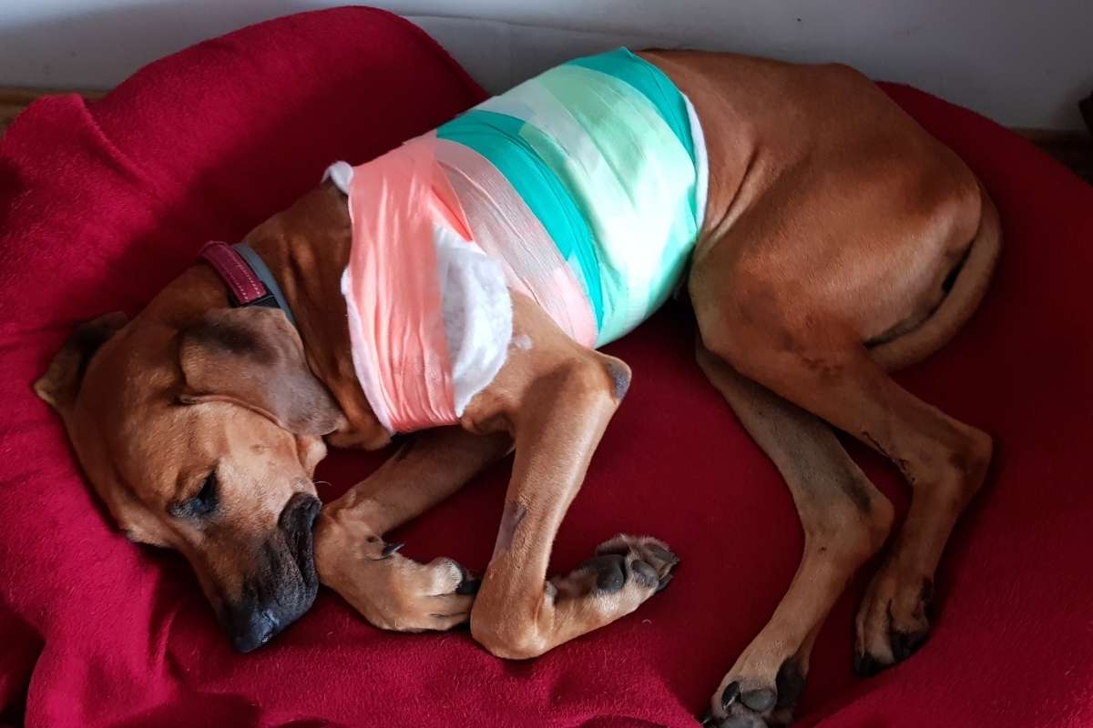 keep-pet-quiet-after-surgery