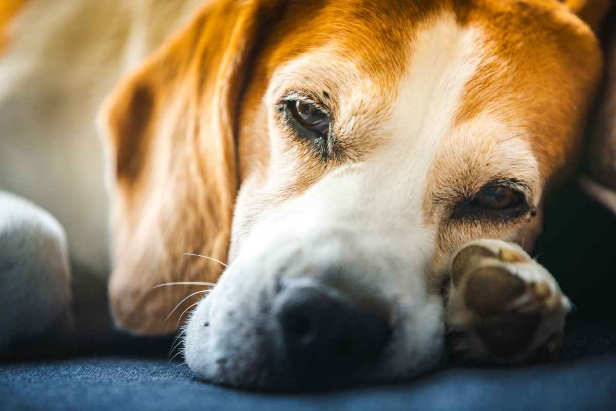 is-my-dog-sick-or-just-tired