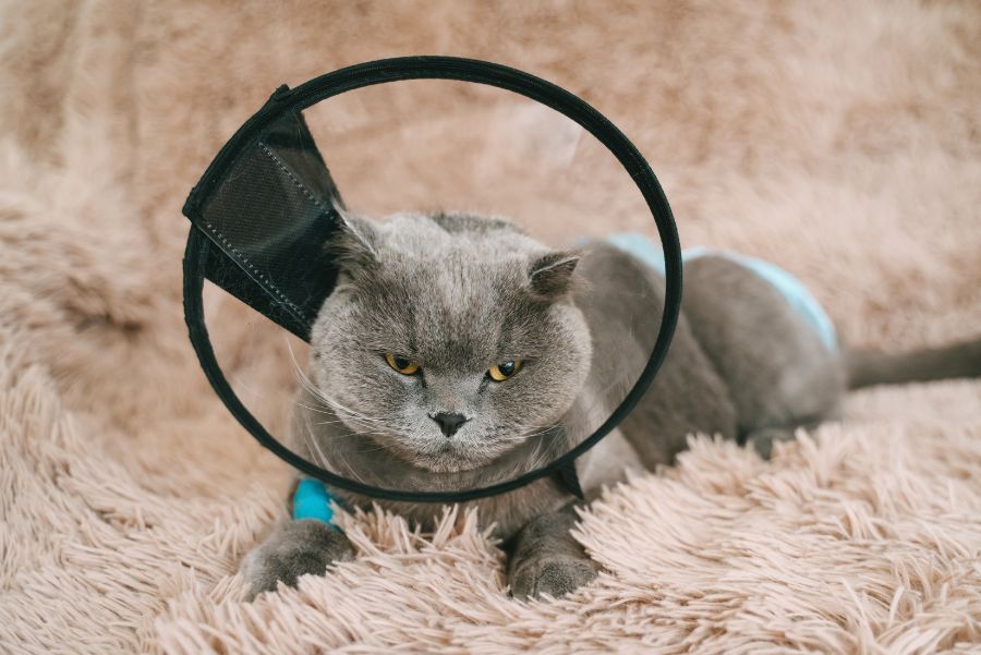 Pet Should Be Spayed or Neutered