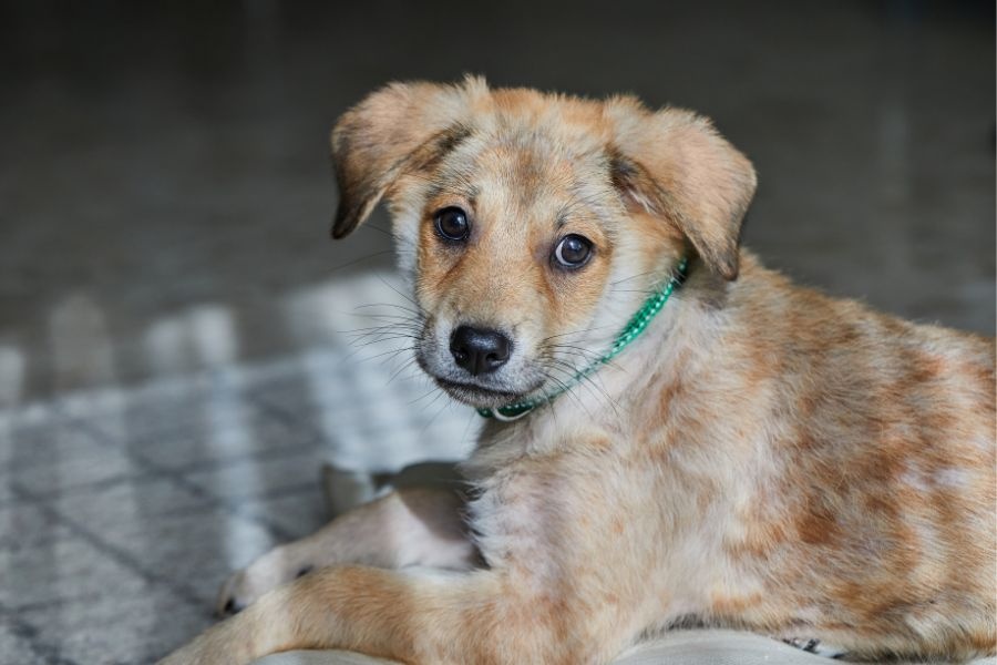 rescue dog bonding tips