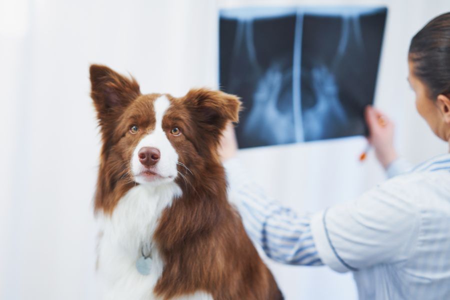 digital x-rays for pets