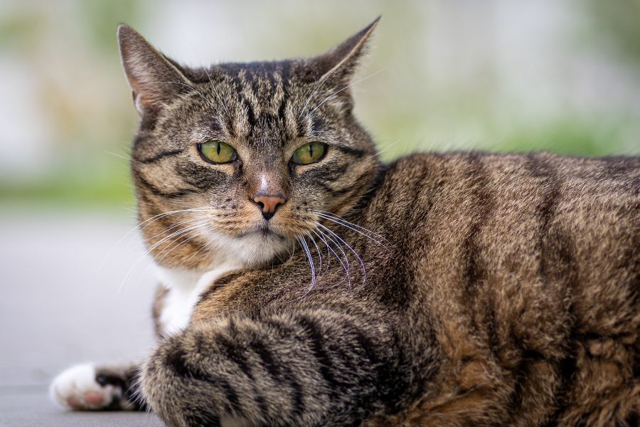 cat broken tail symptoms