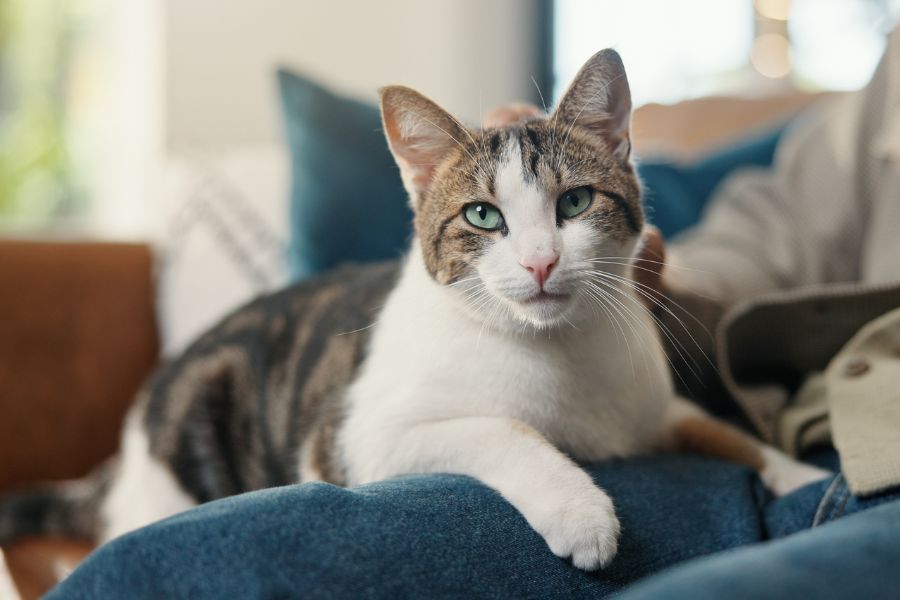 difficulty breathing in cats urgent care
