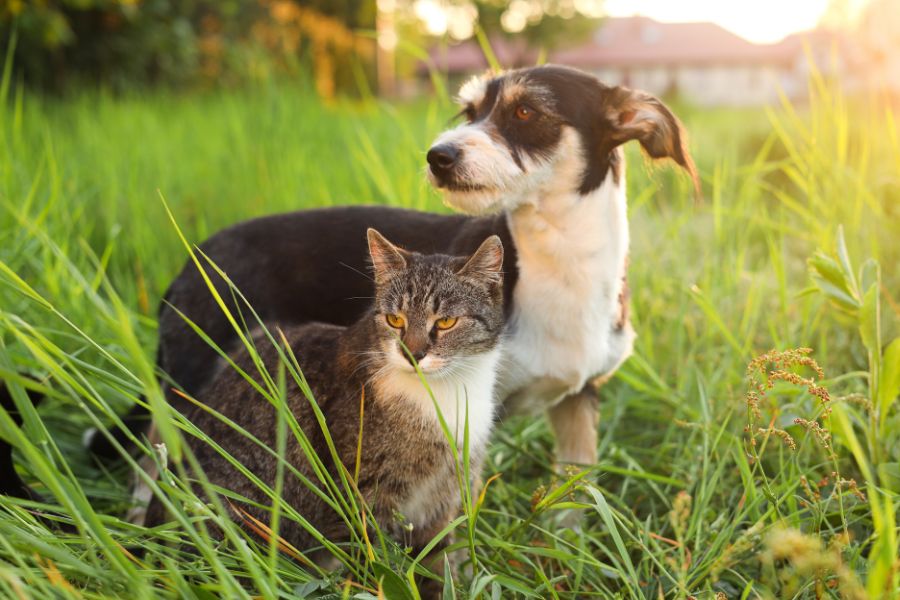 first time pet owner urgent care guide