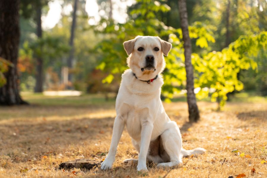 senior dogs storm anxiety gets worse