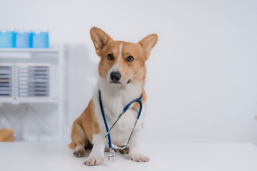 common signs of UTI in dogs