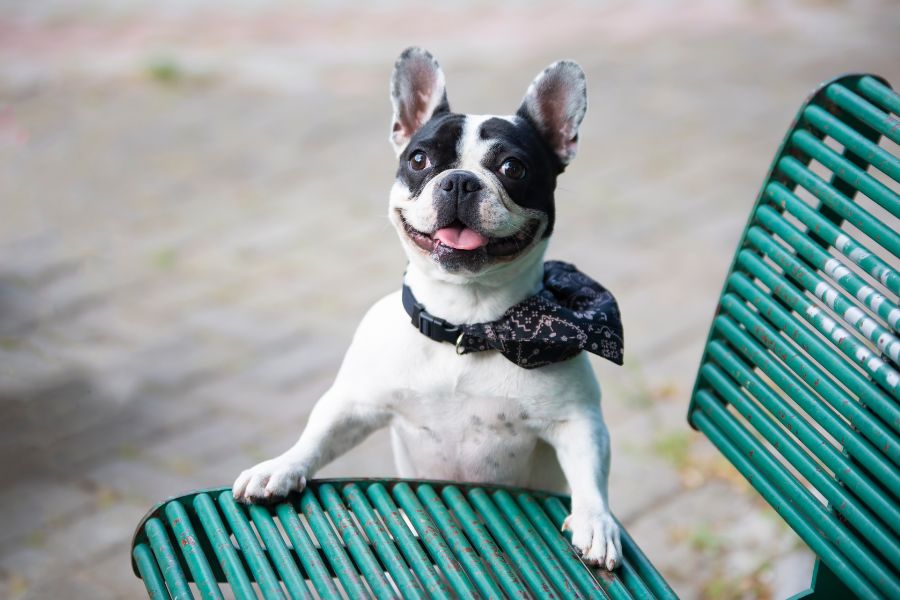 dog paw protection