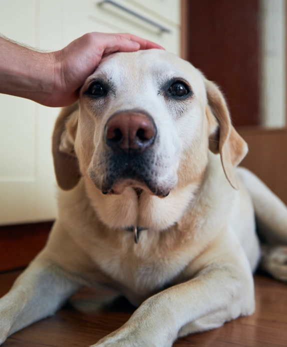 Senior pet dog lying on the floor and someone petting him
