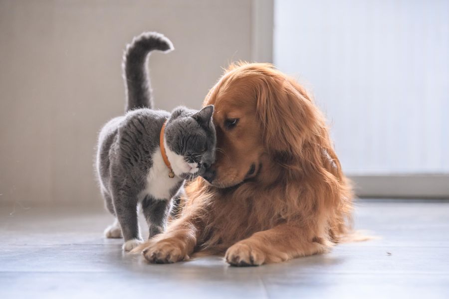 pet wellness exam twice yearly visits