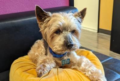 urgent pet care