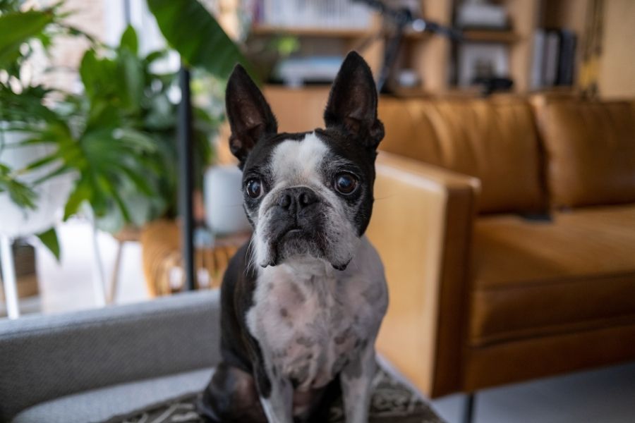 signs of anxiety in dogs