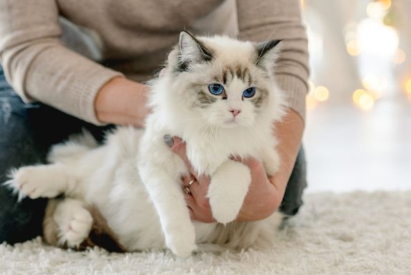 Ragdoll cat owner